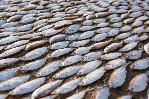 晒干或晒干的鱼图片下载