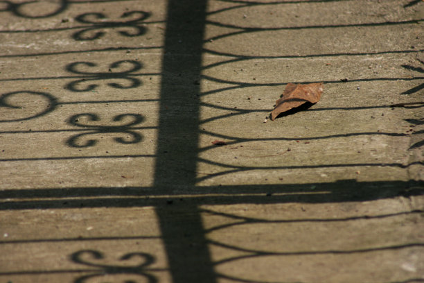 干叶子躺在地上图片下载