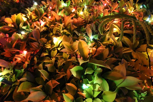 光和植物图片下载