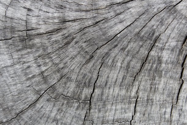 树桩纹理图片下载