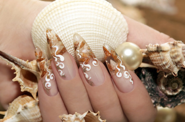 设计与贝壳。图片下载