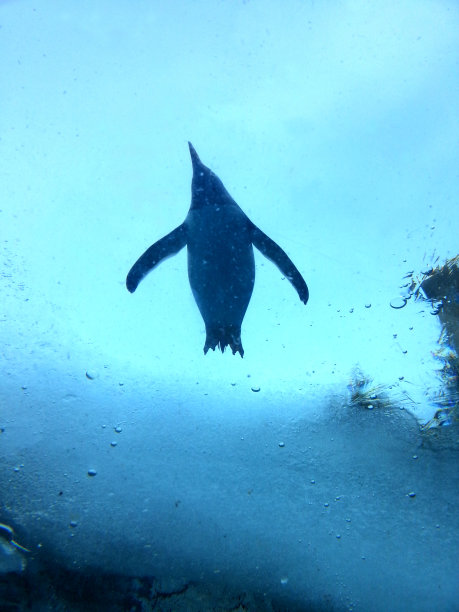 企鹅在冰水背景下图片下载