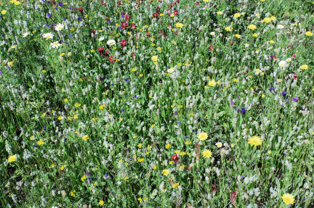 春天的背景图片下载