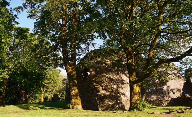 老因弗洛奇图片下载