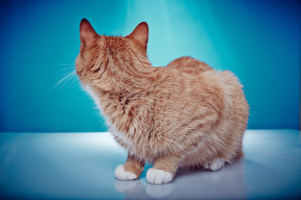 一只纯种红毛猫的背部。图片下载