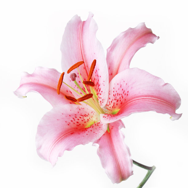 香花在白色孤立图片下载