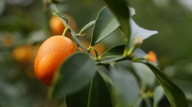 橘子分支图片下载