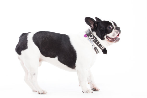 白色的法国斗牛犬图片下载