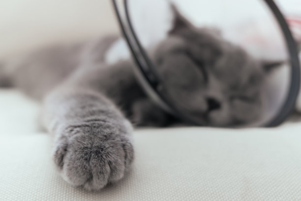 基蒂身体不好图片下载