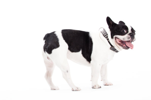 法国斗牛犬正在看图片下载