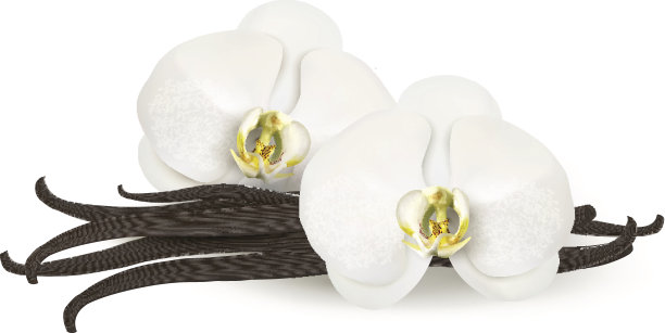 香草的背景。向量。图片下载