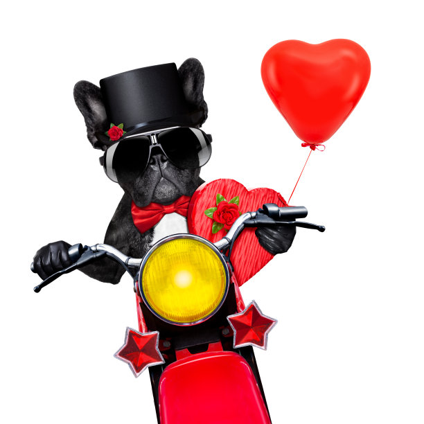 情人节新郎的狗图片下载