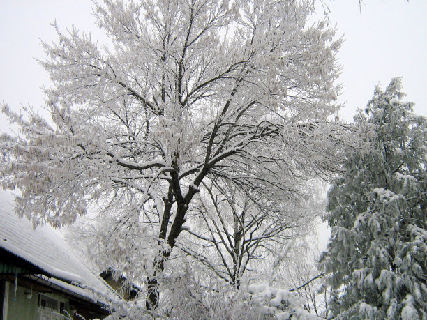 雪下的树图片下载