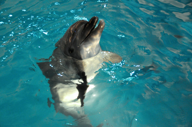 海豚游泳图片下载