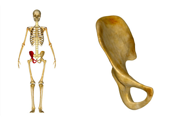 骨盆臀部图片下载