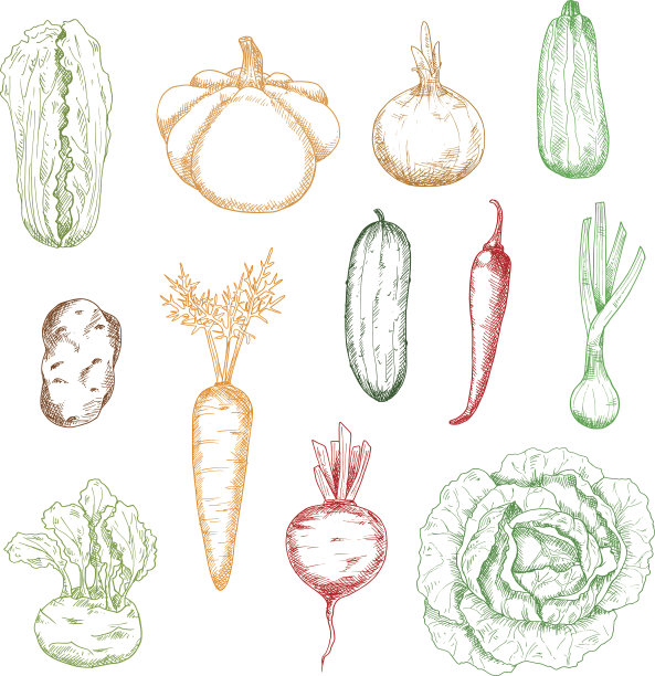农场蔬菜的草图图片下载