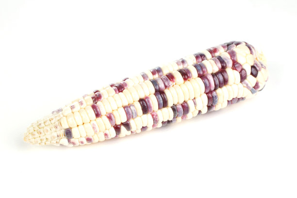 白色背景上的玉米图片下载