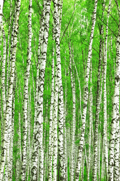 森林桦木图片下载