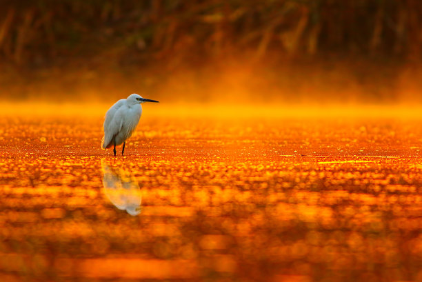 燃烧的颜色图片下载
