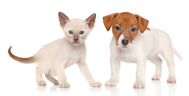 小猫和小狗图片下载