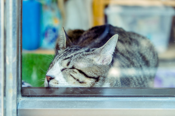 猫在窗台上晒太阳。健美的。图片下载