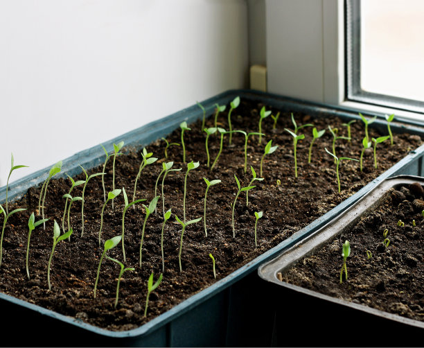 小豆芽茄子。图片下载