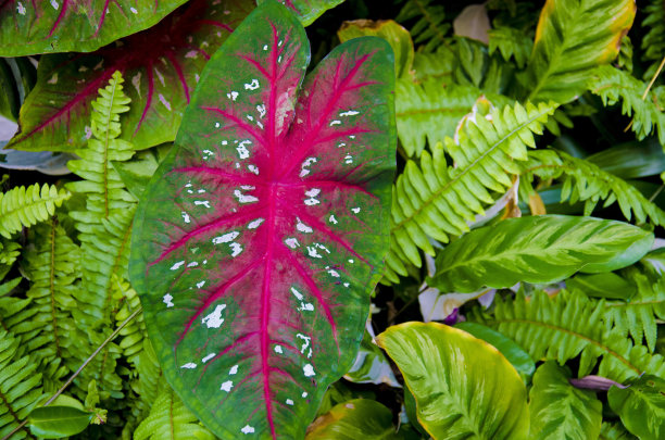 贝母二色的图片下载