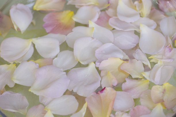 背景是柔嫩的粉色玫瑰花瓣图片下载