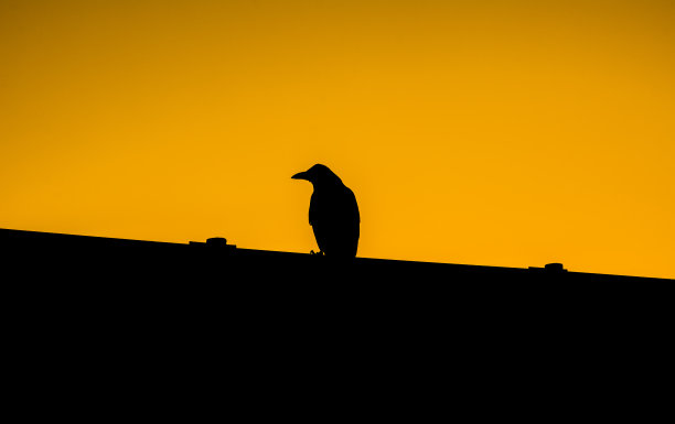 乌鸦轮廓图片下载