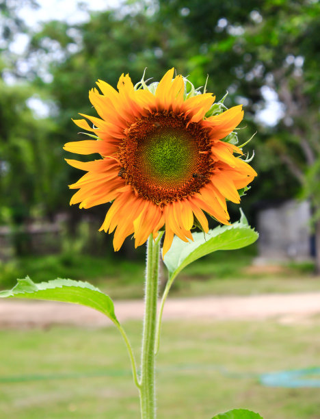田野里的向日葵图片下载