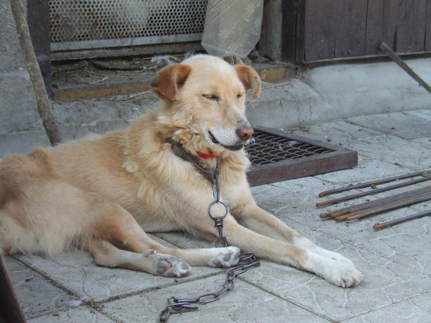 拴着链子的狗图片下载