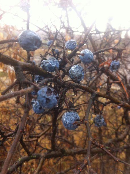 蓝色的水果自然图片下载