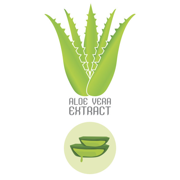 芦荟分离在白色背景矢量插图。图片下载