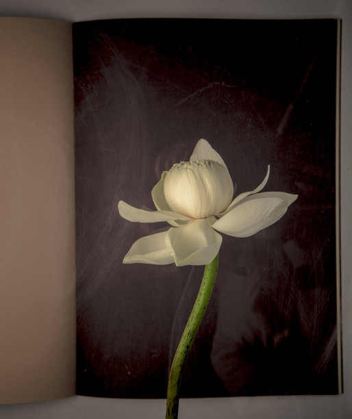 Zen莲花图片下载