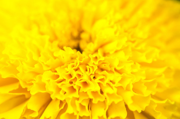 黄金盏花近了图片下载