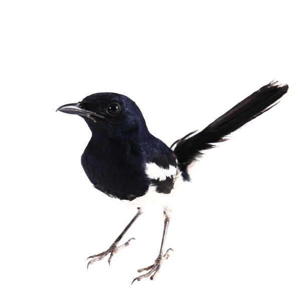 侧面的普通喜鹊，异食癖图片下载