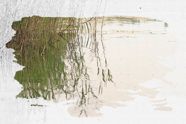 水生植物反映在水中。图片下载