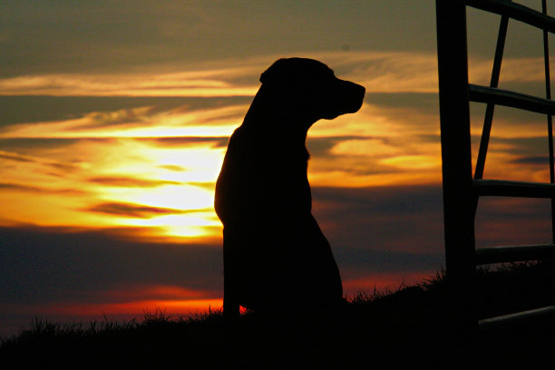 拉布拉多在日落图片下载