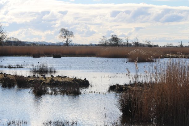 雷顿苔藓1图片下载