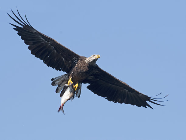 与鱼一起飞翔的秃鹰图片下载