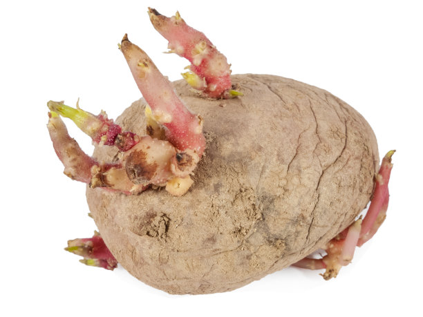 老土豆发芽与芽的特写图片下载