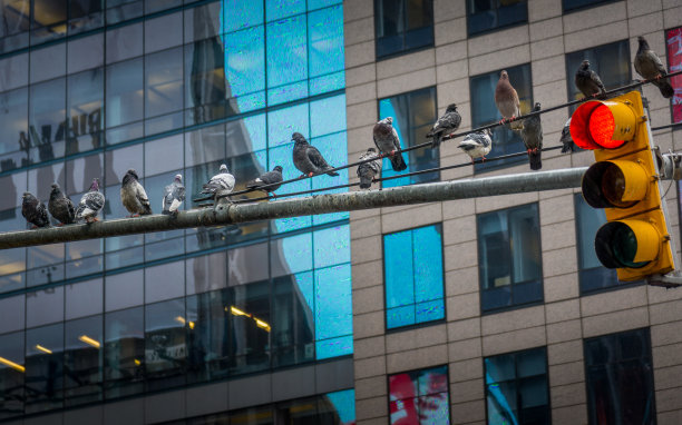 鸽子在电线图片下载