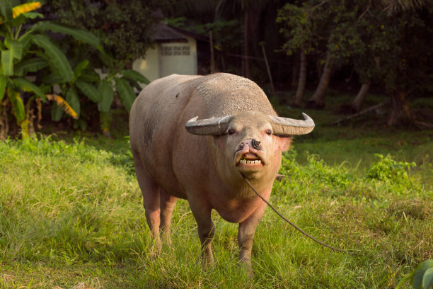 泰国的水牛。苏梅岛岛图片下载