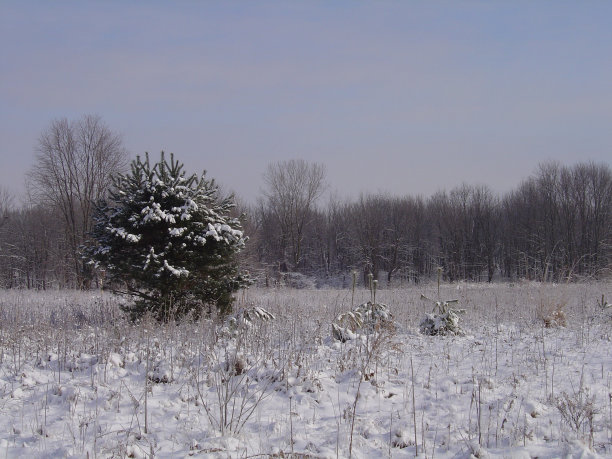 阳光照耀的草地，新雪图片下载