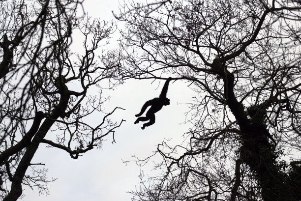 长臂猿在树间摇摆图片下载