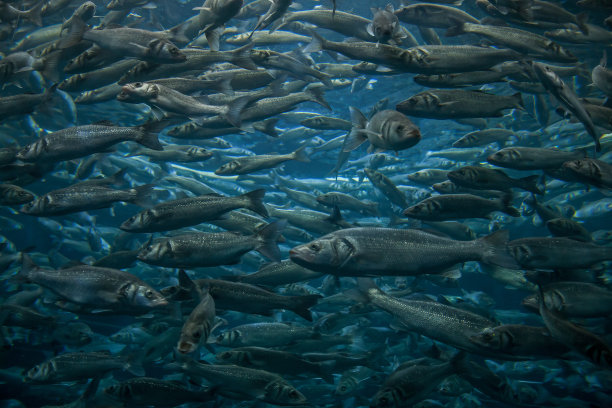 沃尔夫斯巴切素材图片