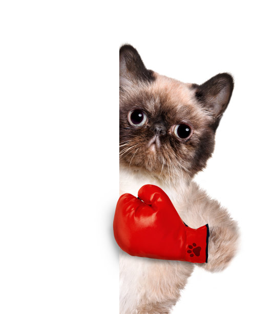 戴着红色大手套的猫。图片下载