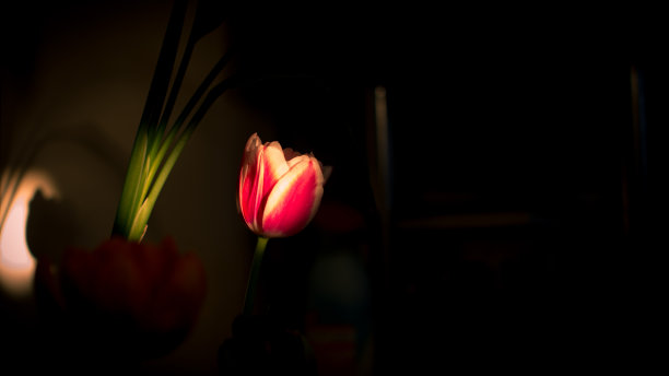 黄昏中的郁金香。图片下载