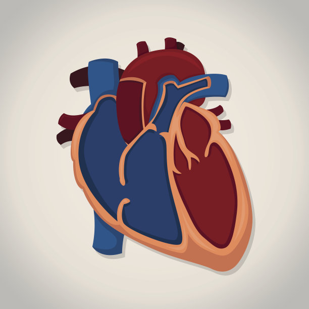 向量心脏解剖与白色背景。图片下载