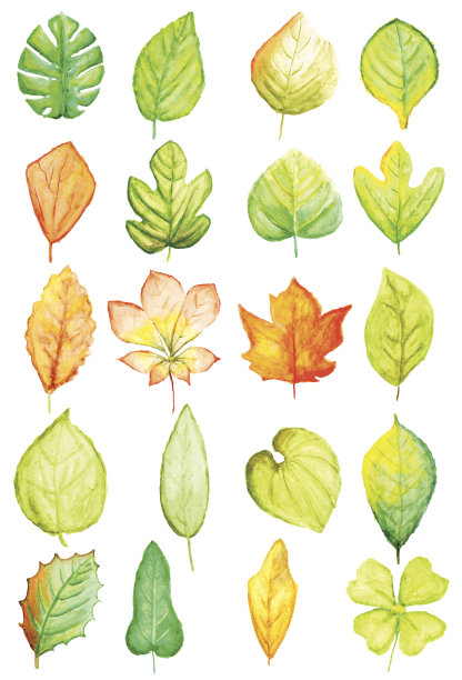 水彩的叶子图片下载
